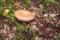 Autumn edible fungi - Lactarius torminosus