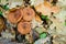 Autumn edible mushrooms Honey fungus Armillaria mellea grow in t
