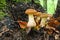 Autumn edible mushrooms Honey fungus Armillaria mellea growing