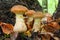 Autumn edible mushrooms Honey fungus Armillaria mellea growing