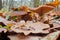 Autumn edible mushrooms Honey fungus Armillaria mellea growing