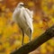 Autumn Elegance : Little Egret Amidst Oak Leaves