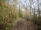 Autumn empty floor walkway path no people bare branches