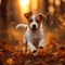 Autumn energy Jack Russell terrier puppy joyfully runs in the forest