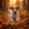 Autumn energy Jack Russell terrier puppy joyfully runs in the forest