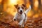 Autumn energy Jack Russell terrier puppy joyfully runs in the forest