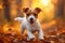 Autumn energy Jack Russell terrier puppy joyfully runs in the forest