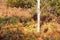 Autumn in England; Golden Bracken ferns, Pteridium aquilinum, in the Shropshire countryside, UK