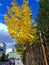 Autumn erzurum yellow tree city