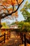 Autumn of Eunpyeong Hanok Village. Maple forest and trail road in Seoul, Korea