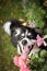 Autumn face of tricolor border collie