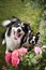 Autumn face of tricolor border collie and french buldog