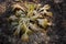 Autumn faded hosta covered with frost