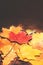 Autumn Fall background with colorful golden leaves with copy s