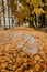 Autumn fall background with transparent umbrella on fallen yellow maple leaves. Trend umbrella with orange leaf lies on the ground