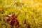 Autumn, fall banner with greeting Hello October, golden field with leaves and berries