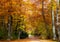 Autumn, Fall. Beautiful Gold colored Foliage Trees in a Park, with little road