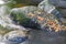 Autumn fall brown leaves on boulder in stream.