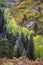 Autumn Fall color of conifer trees & aspens and oak bushes near Ridgway Colorado