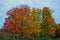 Autumn / Fall color Maple Trees