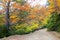Autumn fall colorful golden beech forest