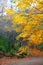 Autumn fall colorful golden beech forest trees