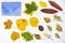 Autumn and fall colorful leaves and envelope on the white background, autumn nature background