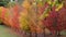 Autumn fall colors leaves from blurred bokeh into clear focused maple trees 1080p