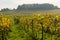 Autumn Fall colours in vineyard at Dorking, Surrey, England