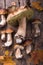 Autumn fall composition. Variety raw edible mushrooms Penny Bun Boletus leccinum on rustic table. Ceps over wooden dark background