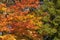 Autumn fall foliage green yellow orange