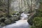 Autumn Fall forest landscape stream flowing through golden vibrant foliage and rocks