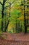 Autumn fall forest scene with vibrant colors