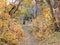 Autumn Fall forest views hiking through trees on the Rose Canyon Yellow Fork and Big Rock Trail in Oquirrh Mountains on the Wasatc