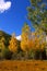 Autumn fall forest with yellow golden poplar trees