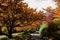 Autumn fall golden leaves in orange, yellow and red in garden setting with winding pathway edged in stone retaining wall around gr