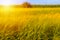 Autumn fall harvest background. Sunny day, wheat yellow gold meadow.