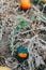 Autumn fall harvest. Cute red and green organic pumpkins growing on farm. Ripe pumpkins lying on ground in garden outdoors.