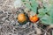 Autumn fall harvest. Cute red and green organic pumpkins growing on farm. Ripe pumpkins lying on ground in garden outdoors.