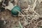 Autumn fall harvest. Cute small green organic pumpkin growing on farm. Green ripe pumpkin lying on ground in garden outdoors.