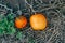 Autumn fall harvest. Cute small red organic pumpkins growing on farm. Red yellow ripe pumpkins lying on ground in garden outdoors