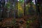 Autumn / Fall in the High Peaks Trail in the Adirondack Mountains.