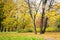 Autumn, fall landscape. Orange, colorful foliage. Park