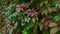 Autumn, fall leaves red and green of girlish grapes on the wall. Camera movement forward, natural ambient light