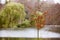 Autumn fall park. Lake and weeping willow tree.