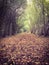 Autumn or fall path through the forest.