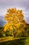 Autumn Fall Season Changing Leaves Contrast Single Tree Alone Forest Independent Orange Yellow Red Leaves Plant Field Landscape P