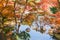Autumn Fall season in Japan colorful maple tree