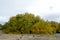 Autumn or fall seasonal Box Elder tree, Acer Negundo in the aceraceae family green and yellow foliage