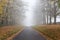 Autumn Fall Tree Lined Road Leading Into Mist or Fog